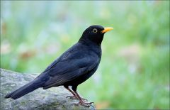 Amsel Amsel