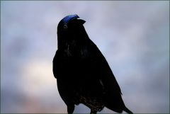 Rabe am Morgen
