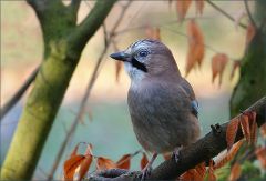 Eichelhäher Eichelhäher