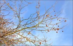 Baumäste mit Samenkugeln Baumäste mit Samenkugeln