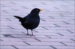 Amsel