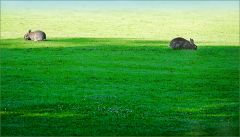 Zwei Wildkaninchen Zwei Wildkaninchen