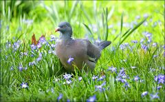 Taube in der Wiese mit Blausternen Taube in der Wiese mit Blausternen