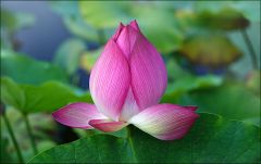 Lotosblume Lotosblume