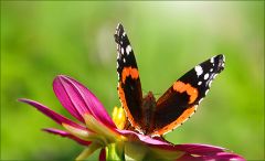 Admiralfalter auf einer Dahlie