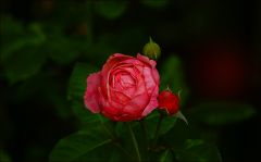 Rose im November Rose im November