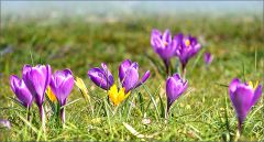 Krokusse Krokusse