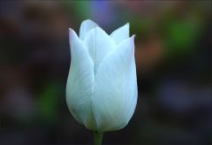 Weisse Tulpe