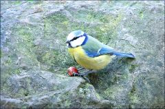 Blaumeise