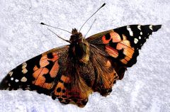 Grüße aus Ägypten