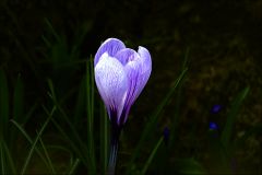Krokus Krokus