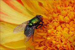 Fliege Fliege