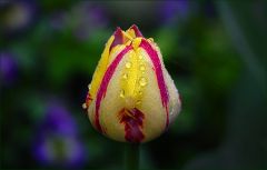 Tulpe mit Regentropfen