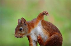 Eichhörnchen kratzt sich mit dem Hinterpfoten Eichhörnchen kratzt sich mit dem Hinterpfoten