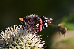 Admiralfalter und Anflug einer Hummel