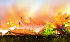 Blätter auf einer Mauer im Oktober