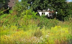 Hochsommer Hochsommer