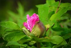 Knospe einer Pfingstrose