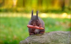 Eichhörnchen mit einer Möhre