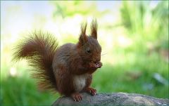 Eichhörnchen Eichhörnchen