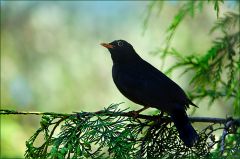 Amsel Amsel