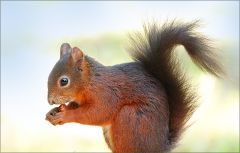 Eichhörnchen Eichhörnchen