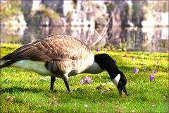 Kanadagans Kanadagans