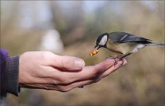 Zutrauliche Meise Zutrauliche Meise