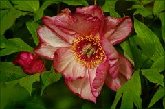 Pfingstrose Pfingstrose