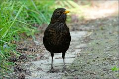 Amsel
