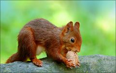 Eichhörnchen Eichhörnchen