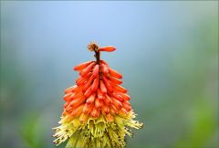 Fackellilie Fackellilie