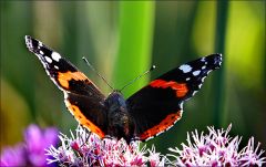 Admiralfalter Admiralfalter