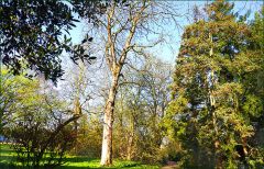 Märzsonne in den Bäumen