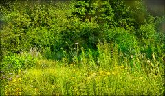 Sommerwiese