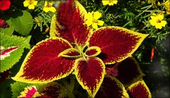 Buntnessel Buntnessel