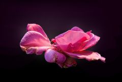 Verwelkende Rose im Dezember Verwelkende Rose im Dezember