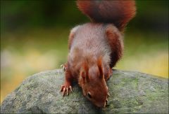 Eichhörnchen Eichhörnchen