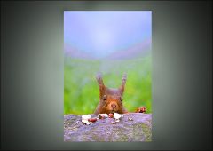 Weihnachtsgeschenk für das Eichhörnchen Weihnachtsgeschenk für das Eichhörnchen