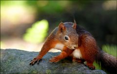 Eichhörnchen Eichhörnchen