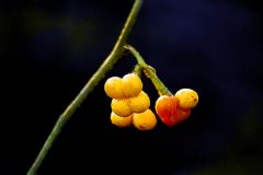 Beerenzweig im Winter Beerenzweig im Winter