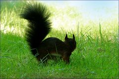 Eichhörnchen Eichhörnchen