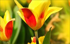 Tulpen Tulpen