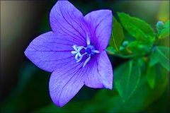 Letzte Glockenblume Letzte Glockenblume