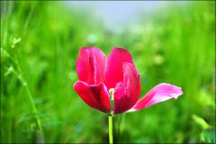 Tulpe