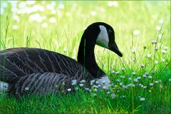 Kanadagans Kanadagans