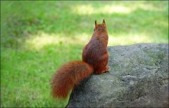 Eichhörnchen Eichhörnchen