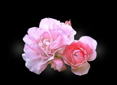 Rosen Rosen