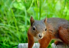 Eichhörnchen Eichhörnchen