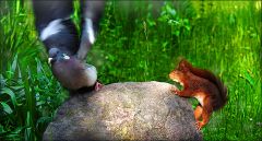 Eichhörnchen verjagt die Taube